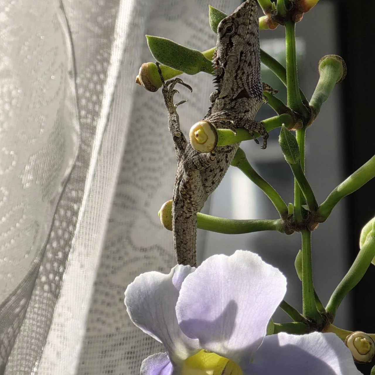 Life in the Quiet Garden