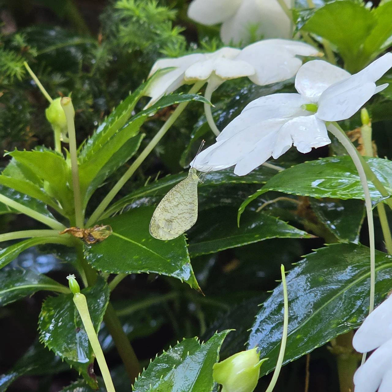 Life in the Quiet Garden